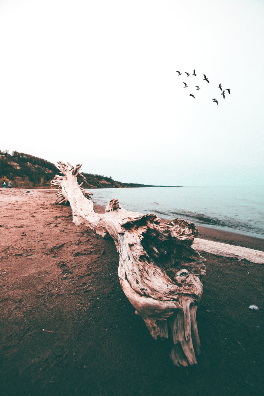 photo of driftwood on seashore